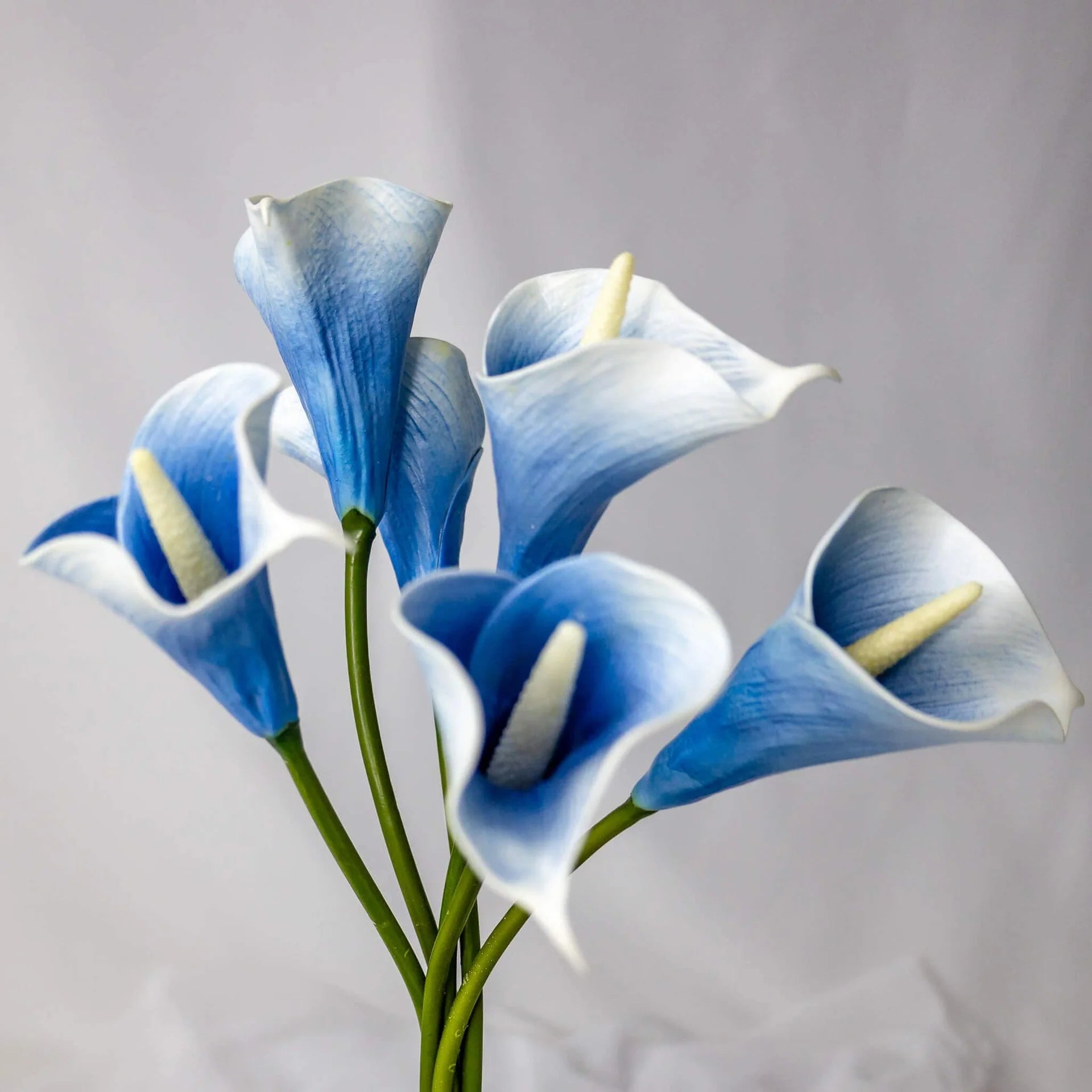 Sky Blue Calla Flower seeds for Planting - Shade Tolerant, Heirloom & GMO Free Seeds for Home Garden