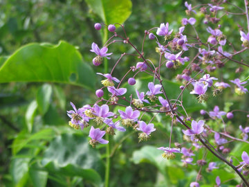 MeadowRue Flower seeds for Planting Compact Growth Heirloom & GMO Free Seeds for Home Garden