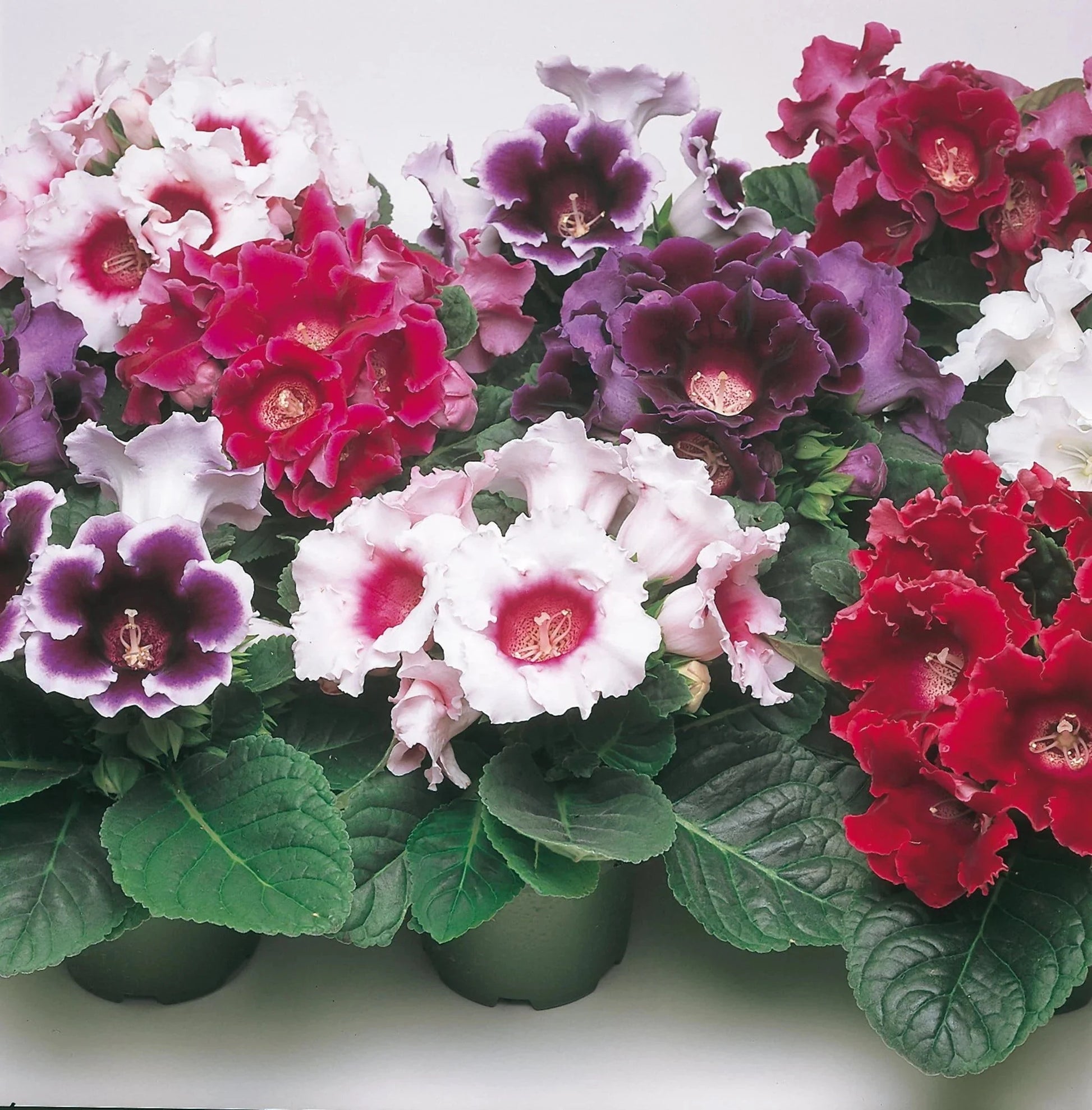 Streptocarpus Flower Seeds for Vibrant Blooms  Perfect for Gardening & Planting
