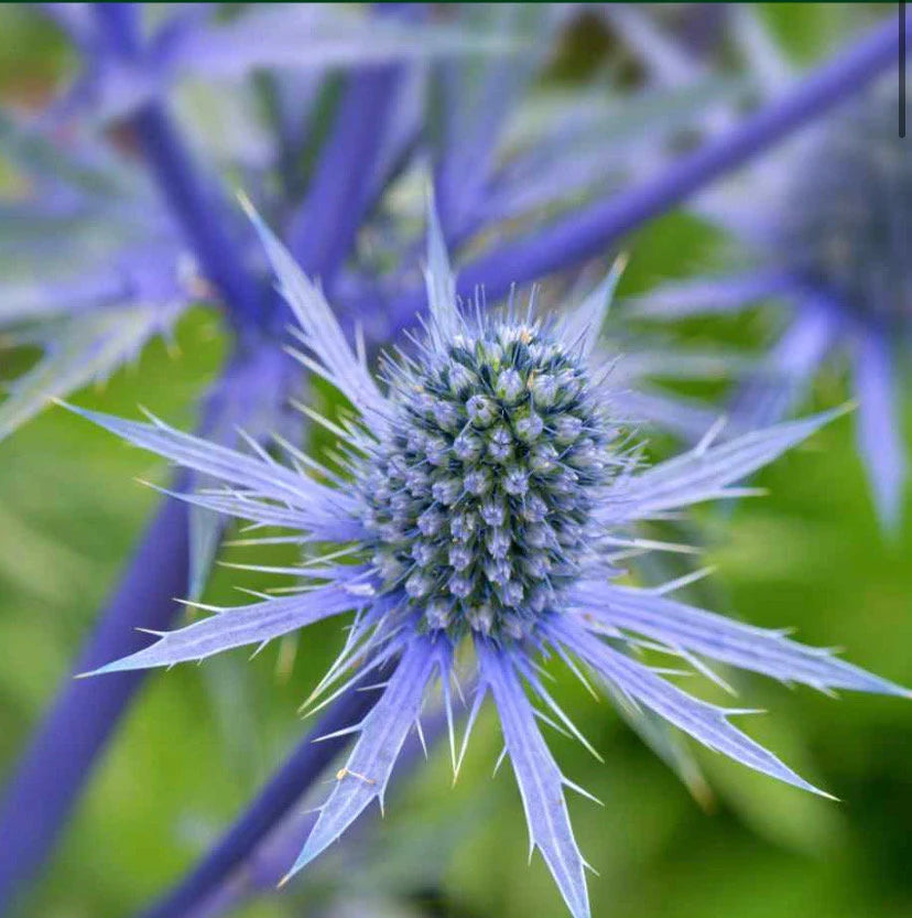 Blue Eryngium Alpinum Flower seeds for Planting - Premium Quality, Heirloom & GMO Free Seeds for Home Garden