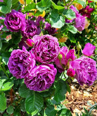 Biosnyg Purple Rose or Rosa Rugosa Thunb Flower seeds for Planting - Easy to Grow, Heirloom & GMO Free Seeds for Home Garden