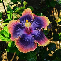 Purple Orange Hibiscus Flower seeds for Planting - Sun Loving, Heirloom & GMO Free Seeds for Home Garden