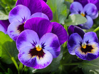Futaba Violet Flower seeds for Planting - Cottage Garden Essential, Heirloom & GMO Free Seeds for Home Garden