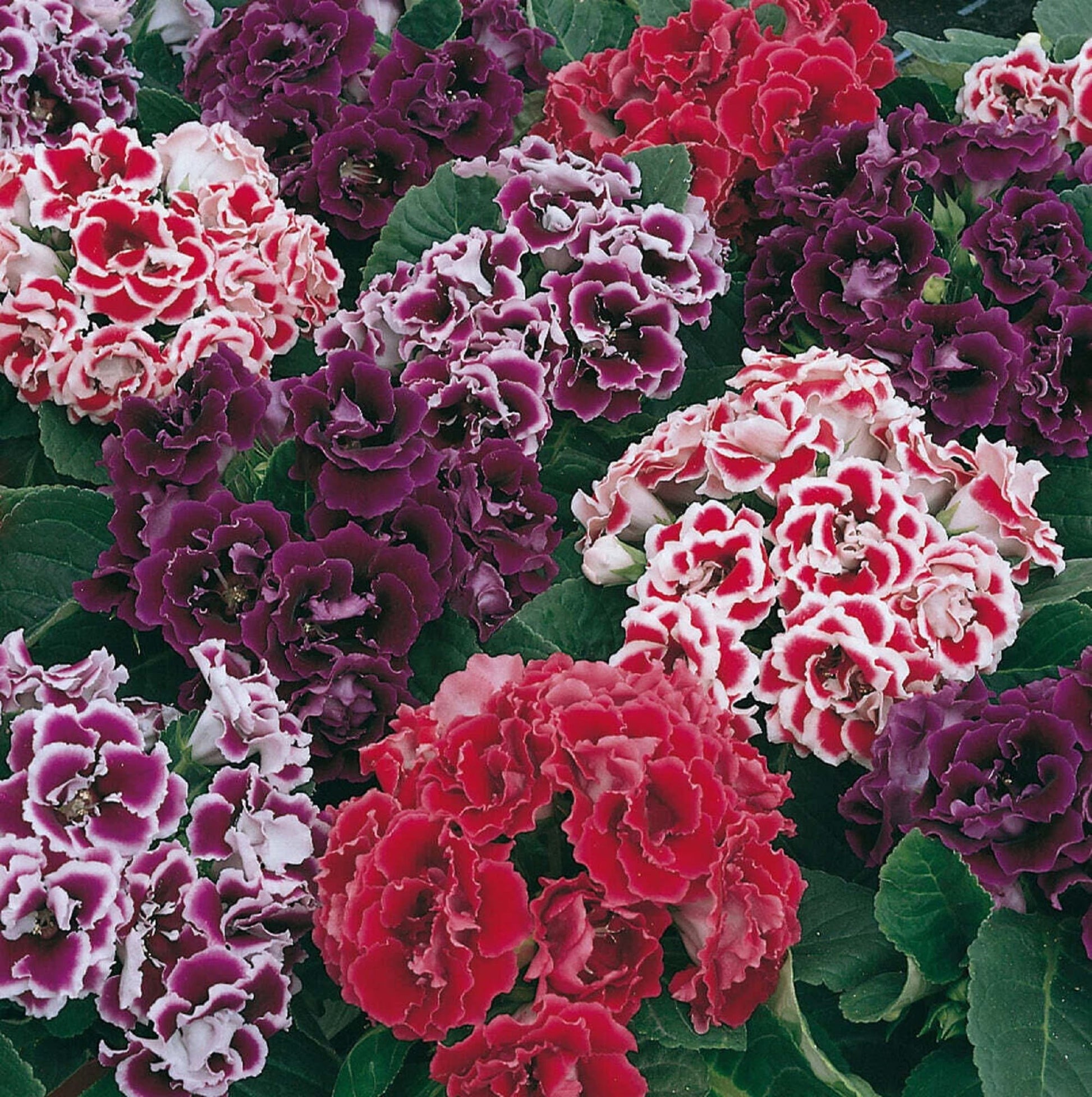 Pink Gloxinia Brocade Flower seeds for Planting - Drought Tolerant, Heirloom & GMO Free Seeds for Home Garden