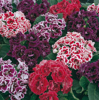 Pink Gloxinia Brocade Flower seeds for Planting - Drought Tolerant, Heirloom & GMO Free Seeds for Home Garden
