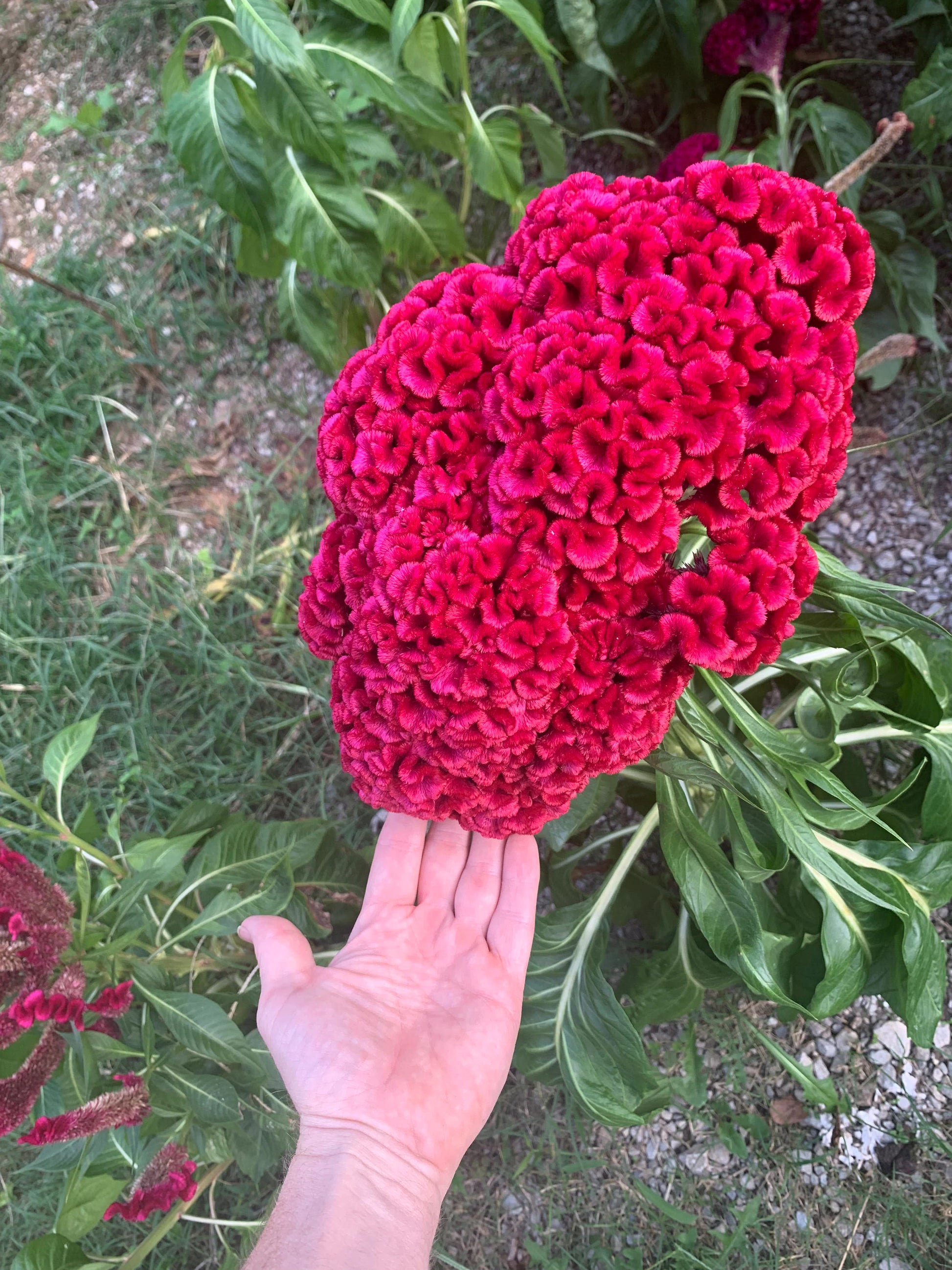 Heirloom Rooster Flower seeds for Planting Colorful Display Heirloom & GMO Free Seeds for Home Garden