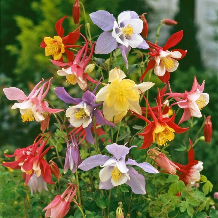 Tequila Sunrise Columbine Flower seeds for Planting, Sun Loving Heirloom & GMO Free Seeds for Home Garden