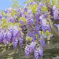 American Wisteria (Wisteria frutescens) Flower seeds for Planting Perfect for Borders Heirloom & GMO Free Seeds for Home Garden