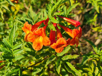 Orange Clematis Flower seeds for Planting Low Maintenance Heirloom & GMO Free Seeds for Home Garden