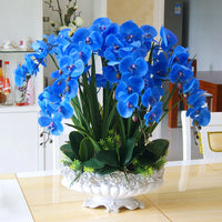 Futaba Blue Butterfly Orchid Flower seeds for Planting - Hardy Variety, Heirloom & GMO Free Seeds for Home Garden
