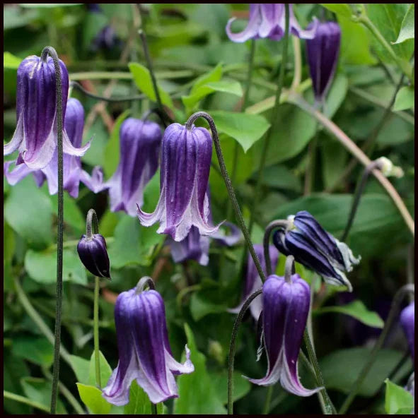 Clematis Rooguchi Flower seeds for Planting Colorful Display Heirloom & GMO Free Seeds for Home Garden
