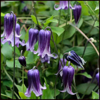 Clematis Rooguchi Flower seeds for Planting Colorful Display Heirloom & GMO Free Seeds for Home Garden