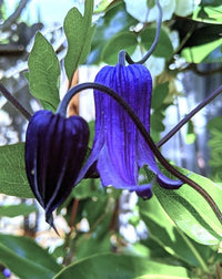 Clematis Rooguchi Flower seeds for Planting Colorful Display Heirloom & GMO Free Seeds for Home Garden