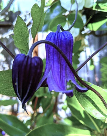 Clematis Rooguchi Flower seeds for Planting Colorful Display Heirloom & GMO Free Seeds for Home Garden