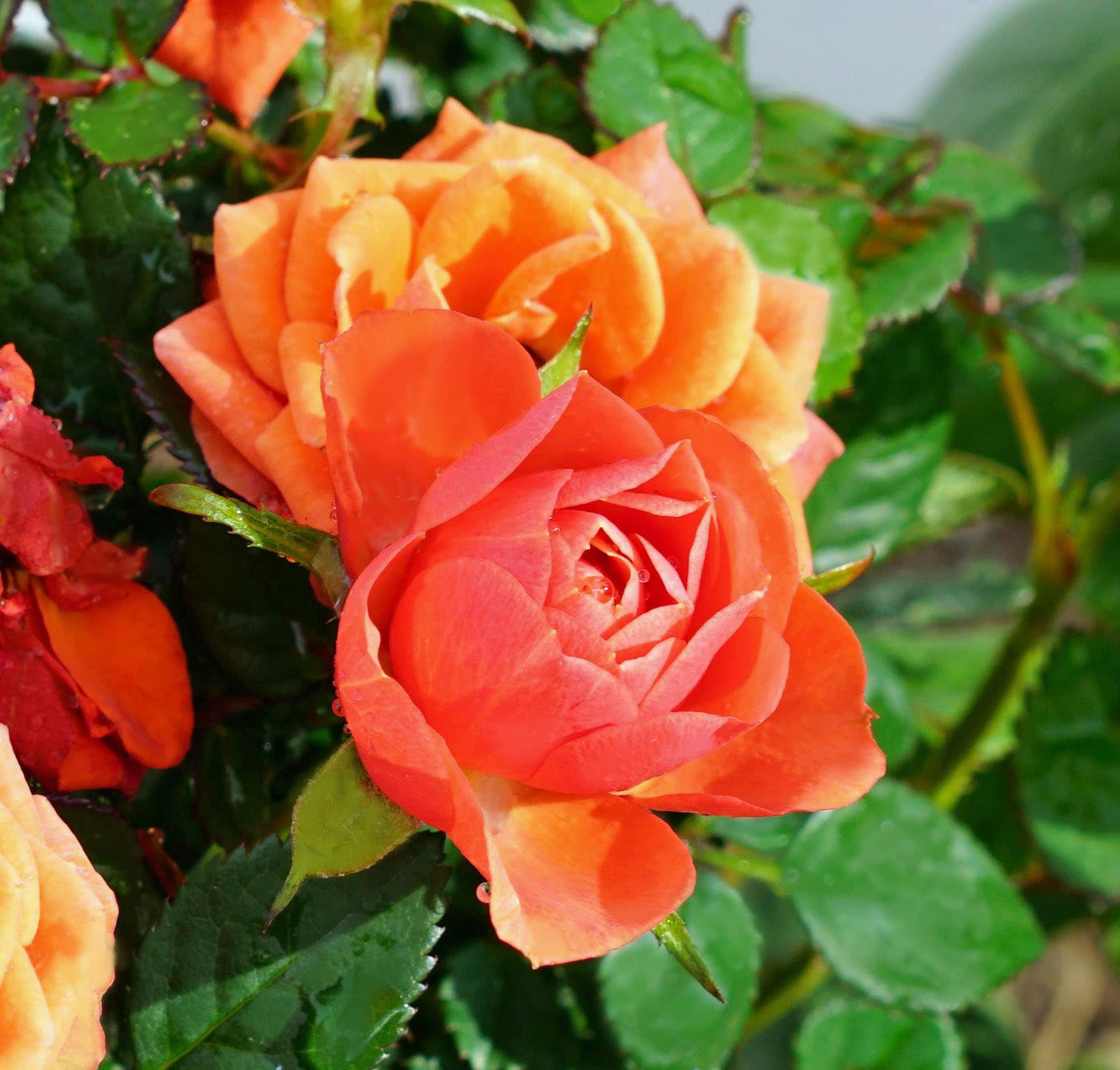 Orange Climbing Rose Flower seeds for Planting Fragrant Blossoms Heirloom & GMO Free Seeds for Home Garden