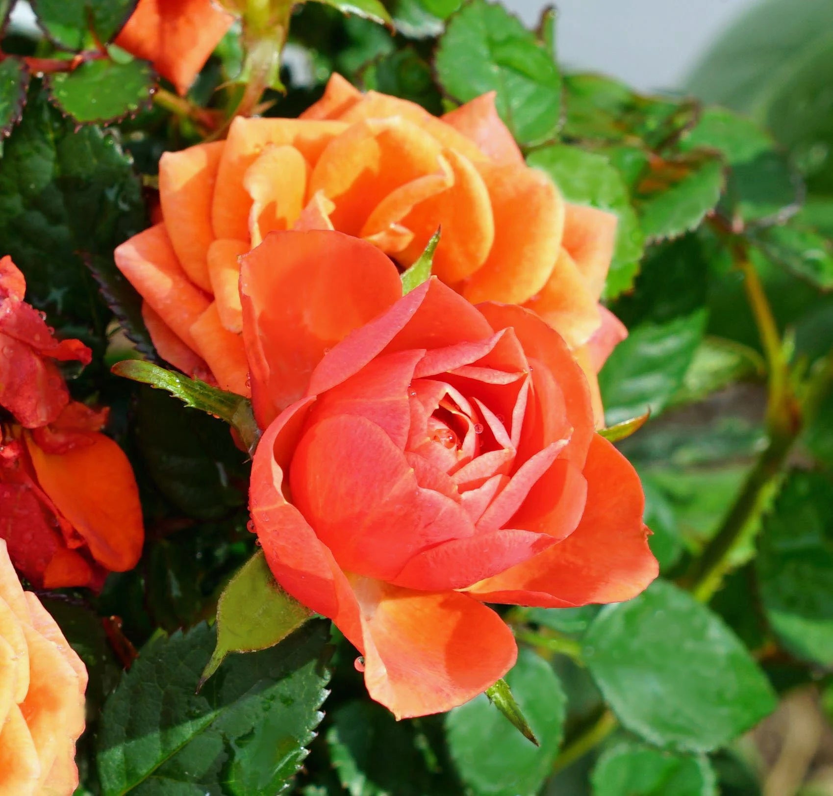 Dark Orange Rose Seeds for Planting  Vibrant Garden Blooms