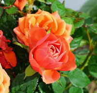 Dark Orange Rose Seeds for Planting  Vibrant Garden Blooms