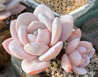 Light Pink Echeveria Laui Flower seeds for Planting Fragrant Blossoms Heirloom & GMO Free Seeds for Home Garden 
 
 Sale
