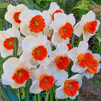 Red White Daffodil Flower Seeds for Planting Wildflower Mix Heirloom & GMO Free Seeds for Home Garden
 
 Sale