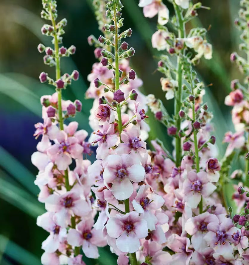 Cream Verbascum Flower seeds for Planting - Perfect for Borders, Heirloom & GMO Free Seeds for Home Garden