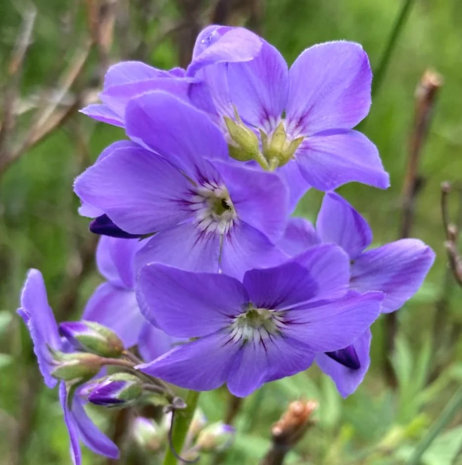 Jacob's Ladder Flower seeds for Planting Compact Growth Heirloom & GMO Free Seeds for Home Garden 
 
 Sale