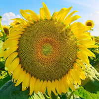 Giant Mongolia Sunflower Seeds – Tall Blooms for Garden Impact
