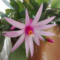 Light Pink Zygocactus Truncatus Flower seeds for Planting Premium Quality Heirloom & GMO Free Seeds for Home Garden 
 
 Sale seeds for home garden planting