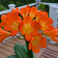 Miniata Flower seeds for Planting - Pollinator Friendly, Heirloom & GMO Free Seeds for Home Garden