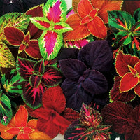 Mixed Coleus Flower seeds for Planting - Premium Quality, Heirloom & GMO Free Seeds for Home Garden