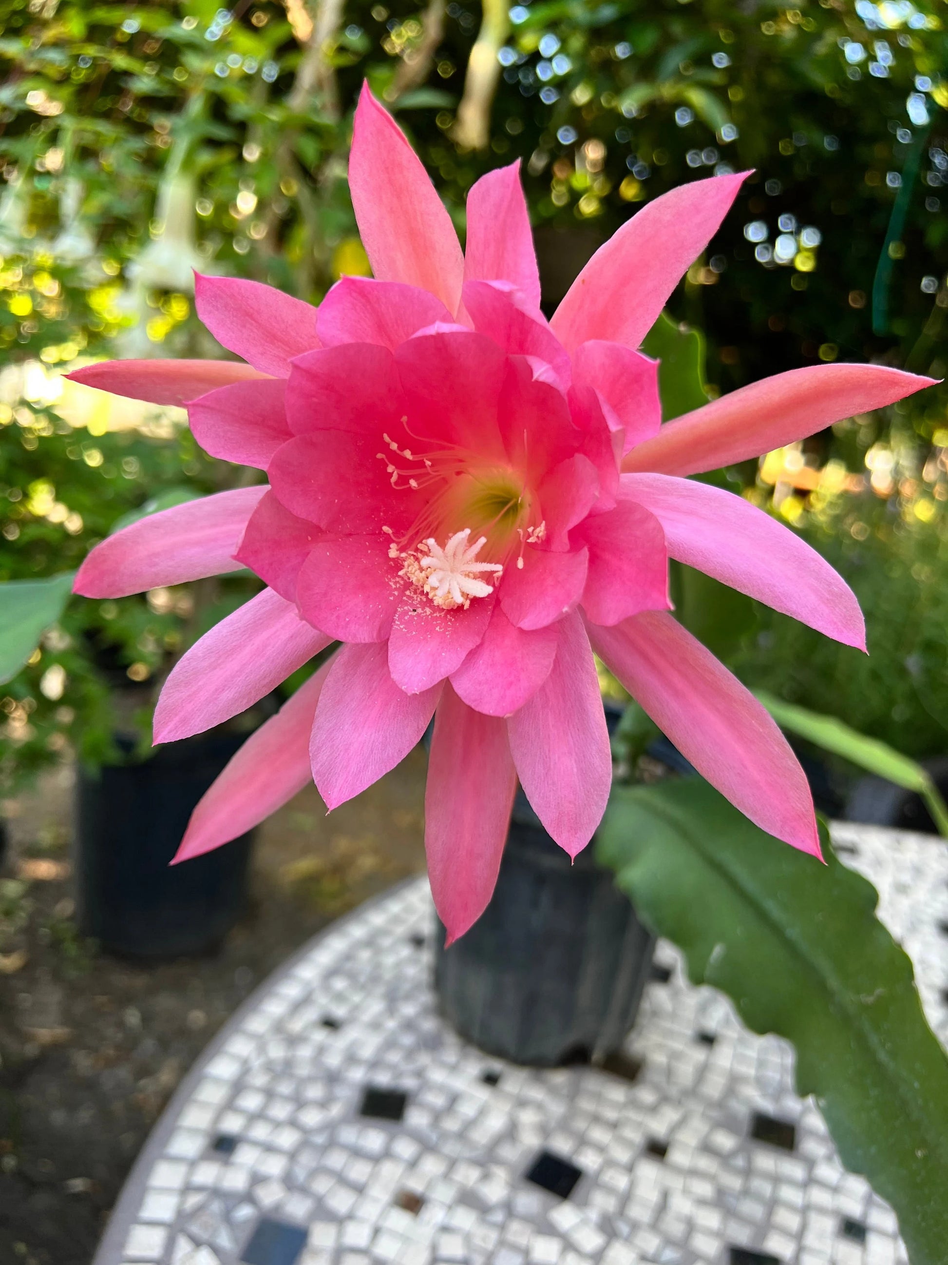 Pink Epiphyllum Flower seeds for Planting - Drought Tolerant, Heirloom & GMO Free Seeds for Home Garden
 
 Sale