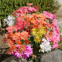 Lewisia Flower seeds for Planting Cut Flower Favorite Heirloom & GMO Free Seeds for Home Garden