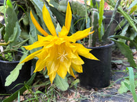 Yellow Epiphyllum Flower Seeds for Planting Bright Blooms Heirloom & GMO Free Seeds for Home Garden
 
 Sale