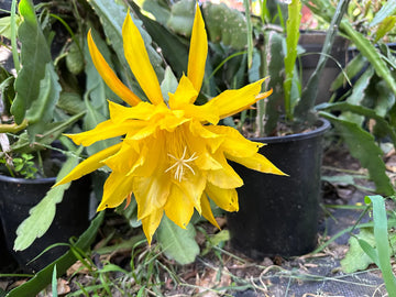Yellow Epiphyllum Flower Seeds for Planting Bright Blooms Heirloom & GMO Free Seeds for Home Garden
 
 Sale