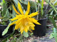 Yellow Epiphyllum Oxypetalum Seeds Flower seeds for Planting Compact Growth Heirloom & GMO Free Seeds for Home Garden 
 
 Sale for planting in home garden