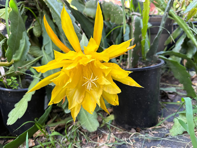 Yellow Epiphyllum Oxypetalum Seeds Flower seeds for Planting Compact Growth Heirloom & GMO Free Seeds for Home Garden 
 
 Sale for planting in home garden