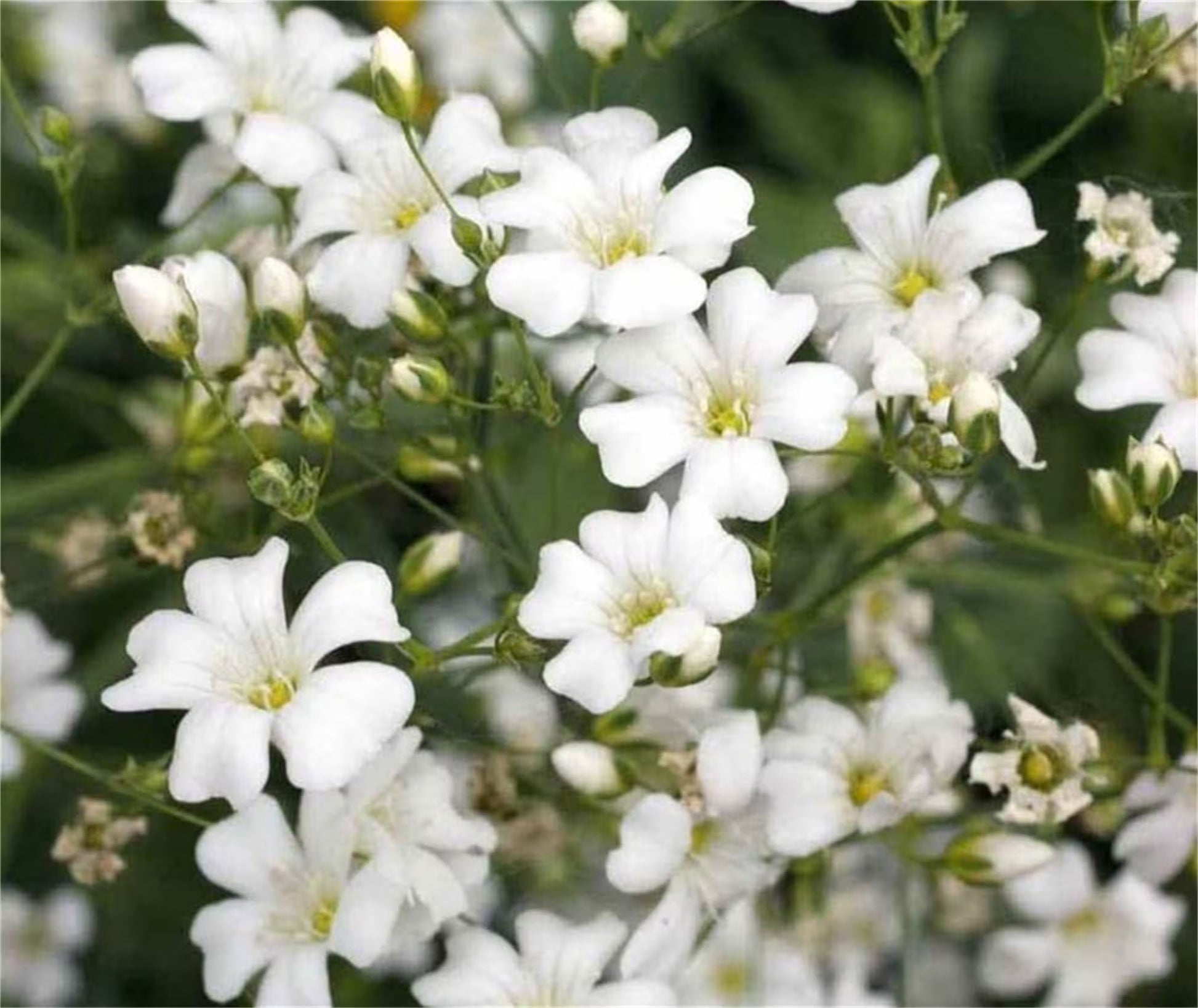 White Gypsophila Seeds for Planting  Seed for Creating Elegant White Florals in Your Garden