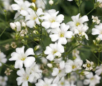 White Gypsophila Seeds for Planting  Seed for Creating Elegant White Florals in Your Garden