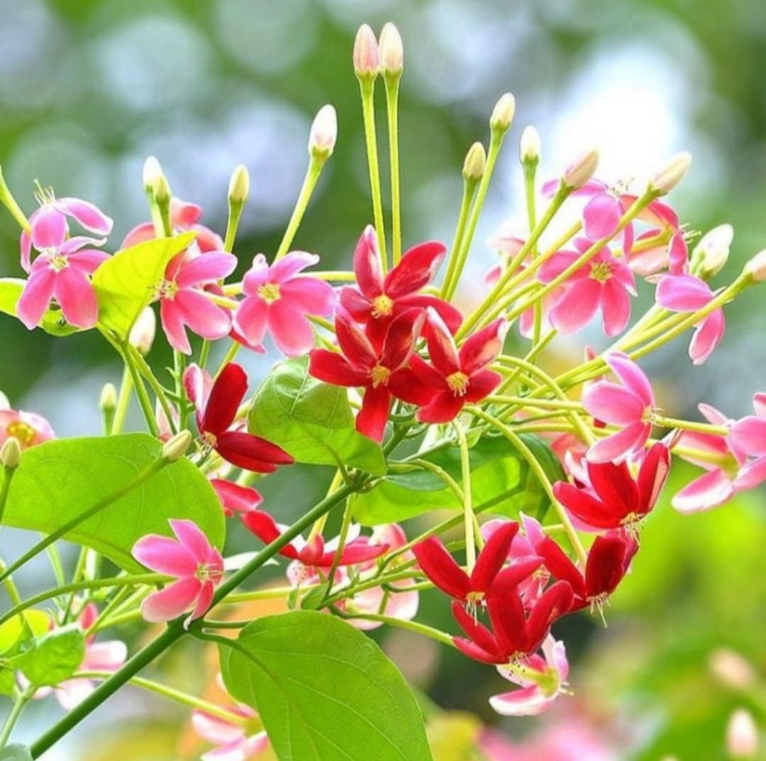 Quispualis Indica Flower seeds for Planting - Cut Flower Favorite, Heirloom & GMO Free Seeds for Home Garden