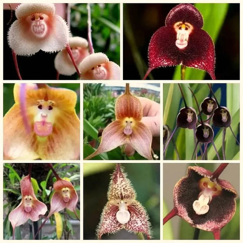Light Green Monkey Face Orchid Seeds Flower seeds for Planting Hardy Variety Heirloom & GMO Free Seeds for Home Garden 
 
 Sale