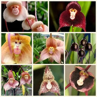 Potted Peru Monkey Face Orchid Seeds Flower seeds for Planting Drought Tolerant Heirloom & GMO Free Seeds for Home Garden