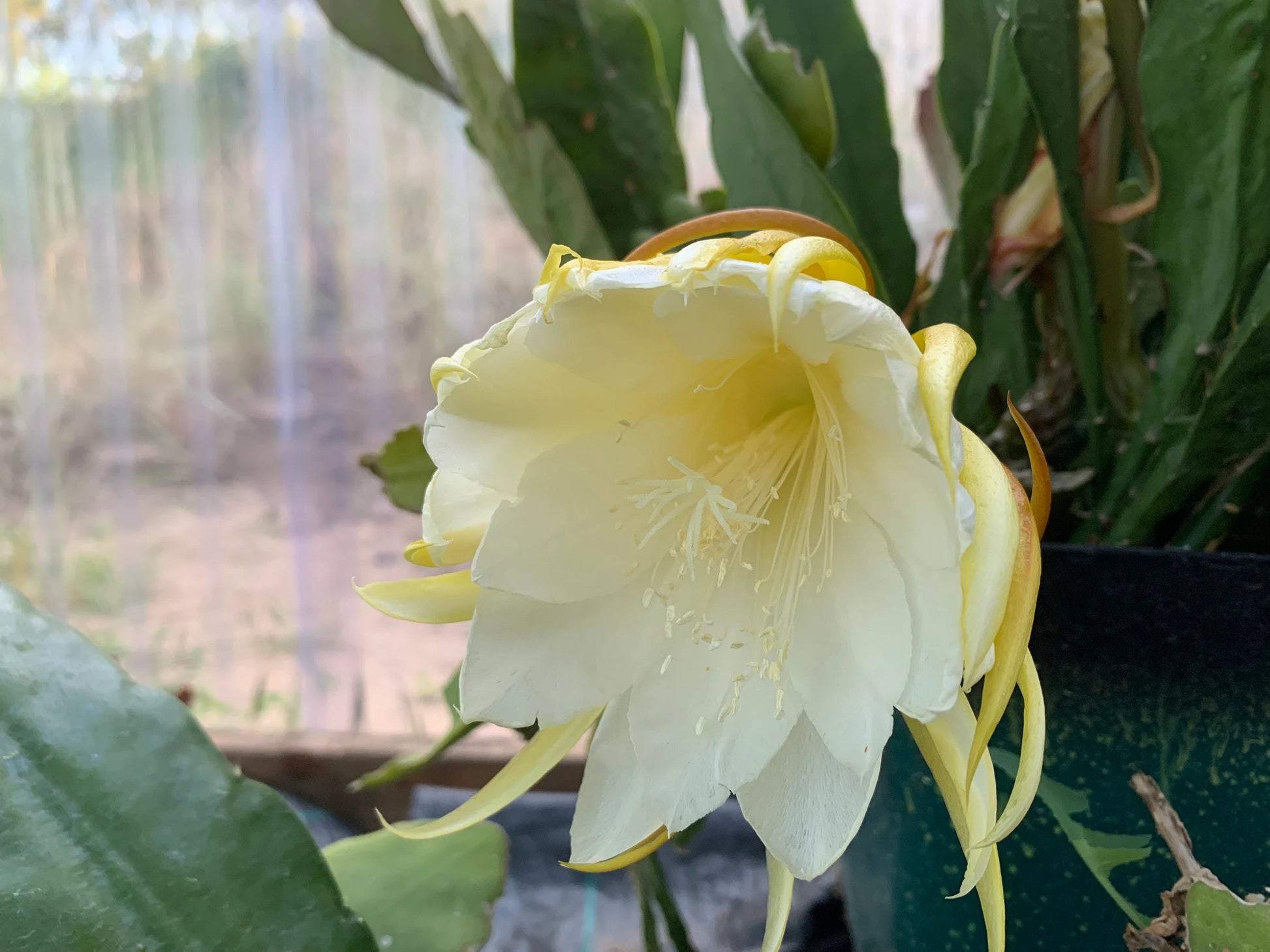 Silver Epiphyllum Flower seeds for Planting - Pollinator Friendly, Heirloom & GMO Free Seeds for Home Garden