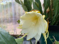 Silver Epiphyllum Flower seeds for Planting - Pollinator Friendly, Heirloom & GMO Free Seeds for Home Garden