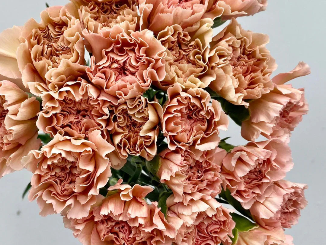 Brown Carnation Flower seeds for Planting Hardy Variety Heirloom & GMO Free Seeds for Home Garden