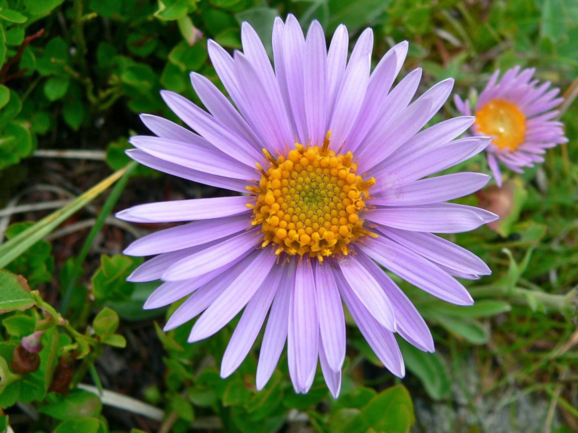 Aster Alpin Flower seeds for Planting - Garden Favorite, Heirloom & GMO Free Seeds for Home Garden