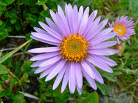 Aster Alpin Flower seeds for Planting - Garden Favorite, Heirloom & GMO Free Seeds for Home Garden