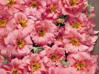 Sundial Peach Portulaca Moss Rose Flower seeds for Planting, Fragrant Blossoms Heirloom & GMO Free Seeds for Home Garden