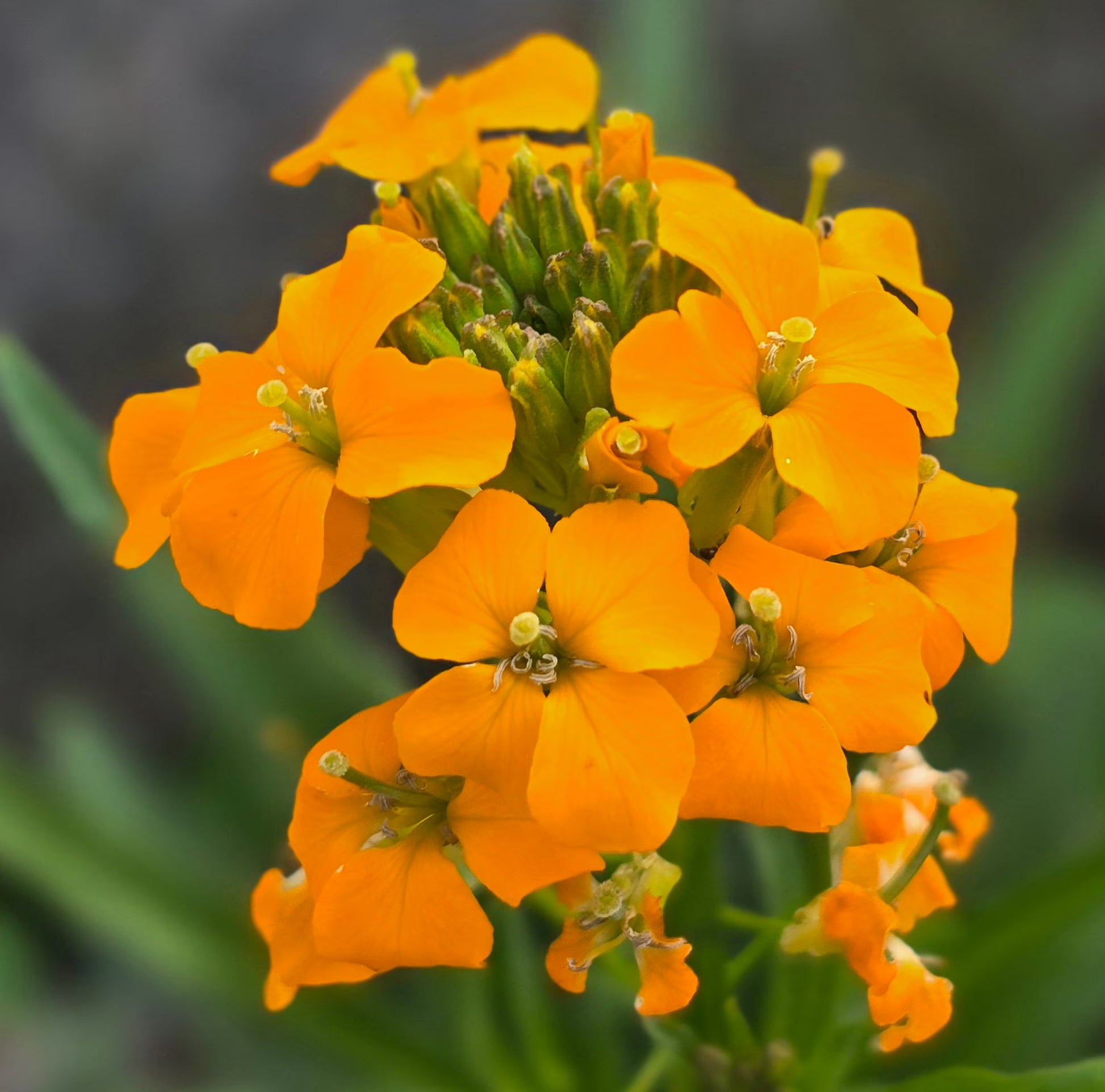 Orange Erysimum Aliionii Flower seeds for Planting - Premium Quality, Heirloom & GMO Free Seeds for Home Garden