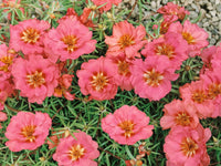 Sundial Peach Portulaca Moss Rose Flower seeds for Planting, Fragrant Blossoms Heirloom & GMO Free Seeds for Home Garden