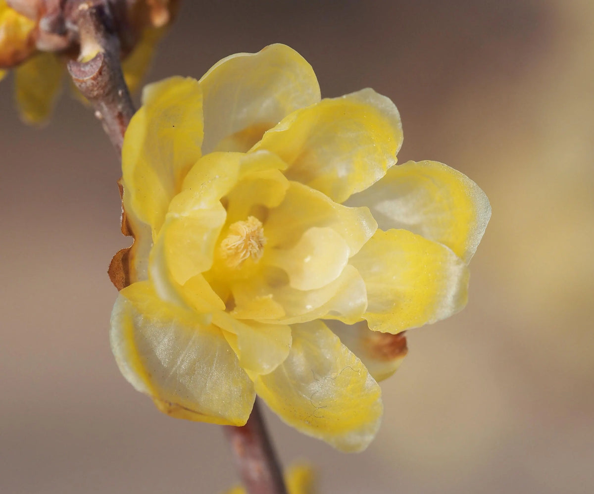 Yellow Chimonanthus Flower seeds for Planting - Perfect for Borders, Heirloom & GMO Free Seeds for Home Garden
 
 Sale seeds for home garden