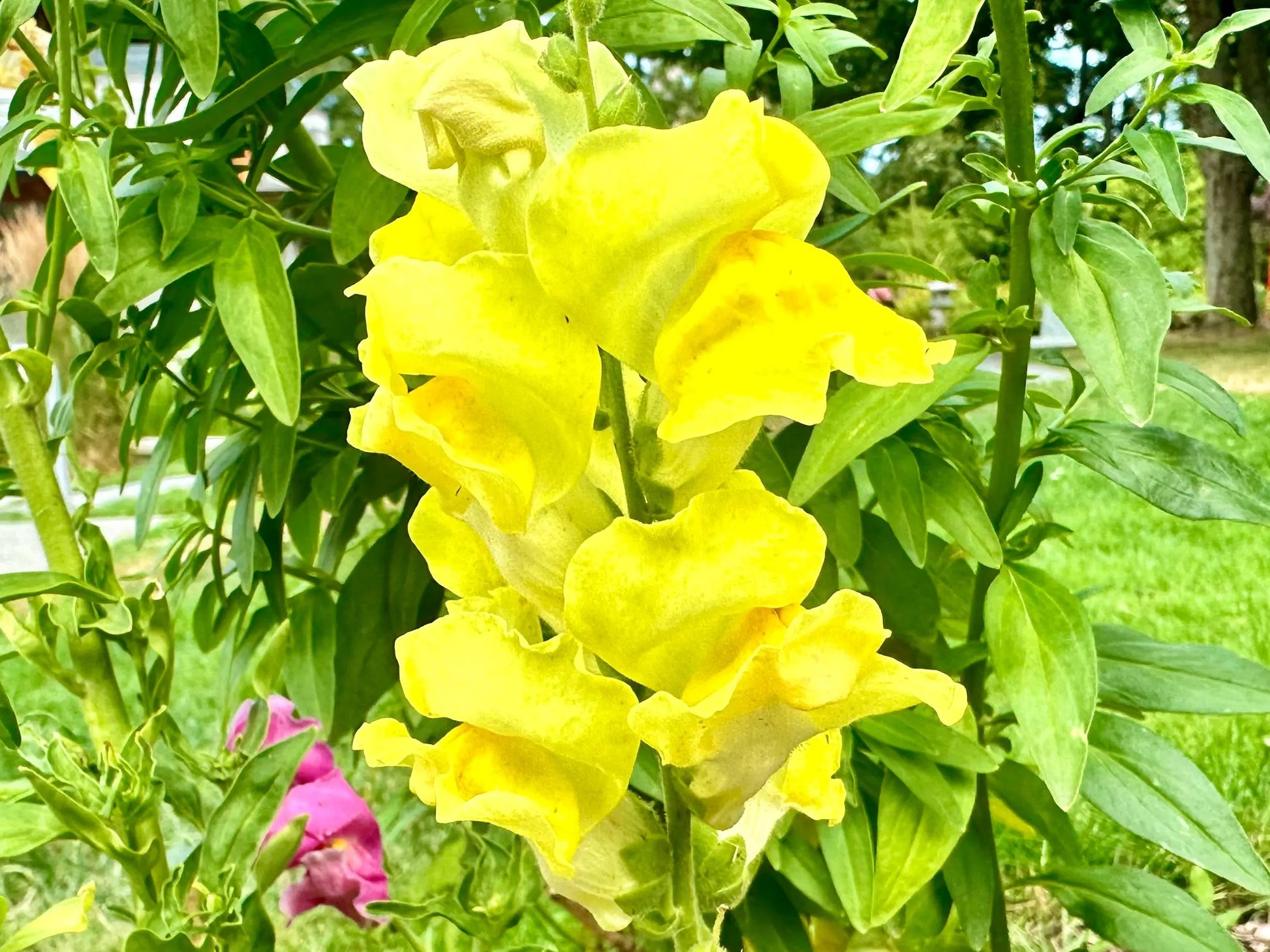 Lemon Sherbet Snapdragon Flower seeds for Planting Drought Tolerant Heirloom & GMO Free Seeds for Home Garden
